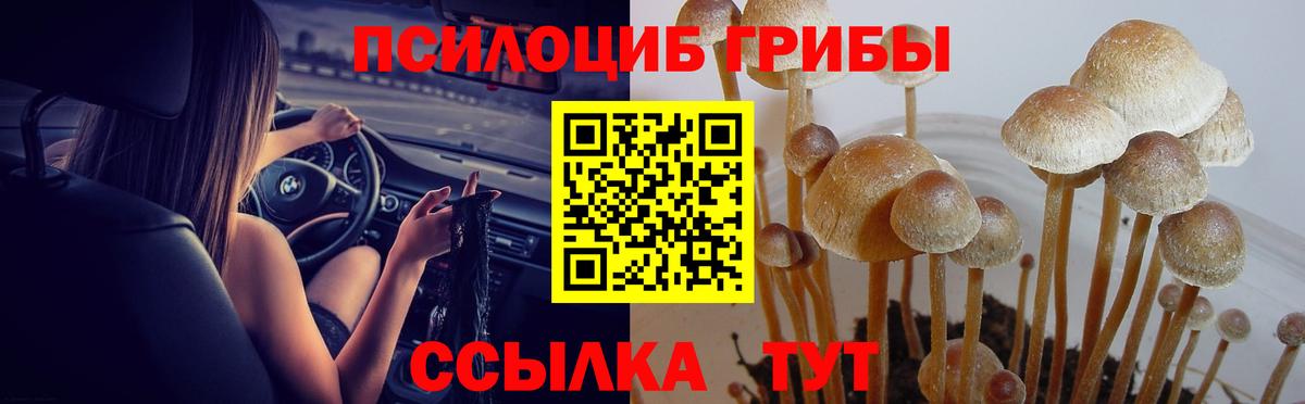 наркотики  Псилоцибиновые грибы мицелий  Новороссийск  Вход с VPN  Псилоцибиновые грибы GOLDEN TEACHER 